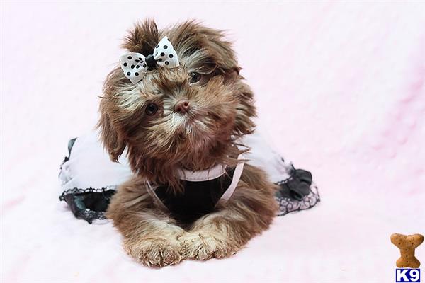 lvpuppyheaven Picture 1